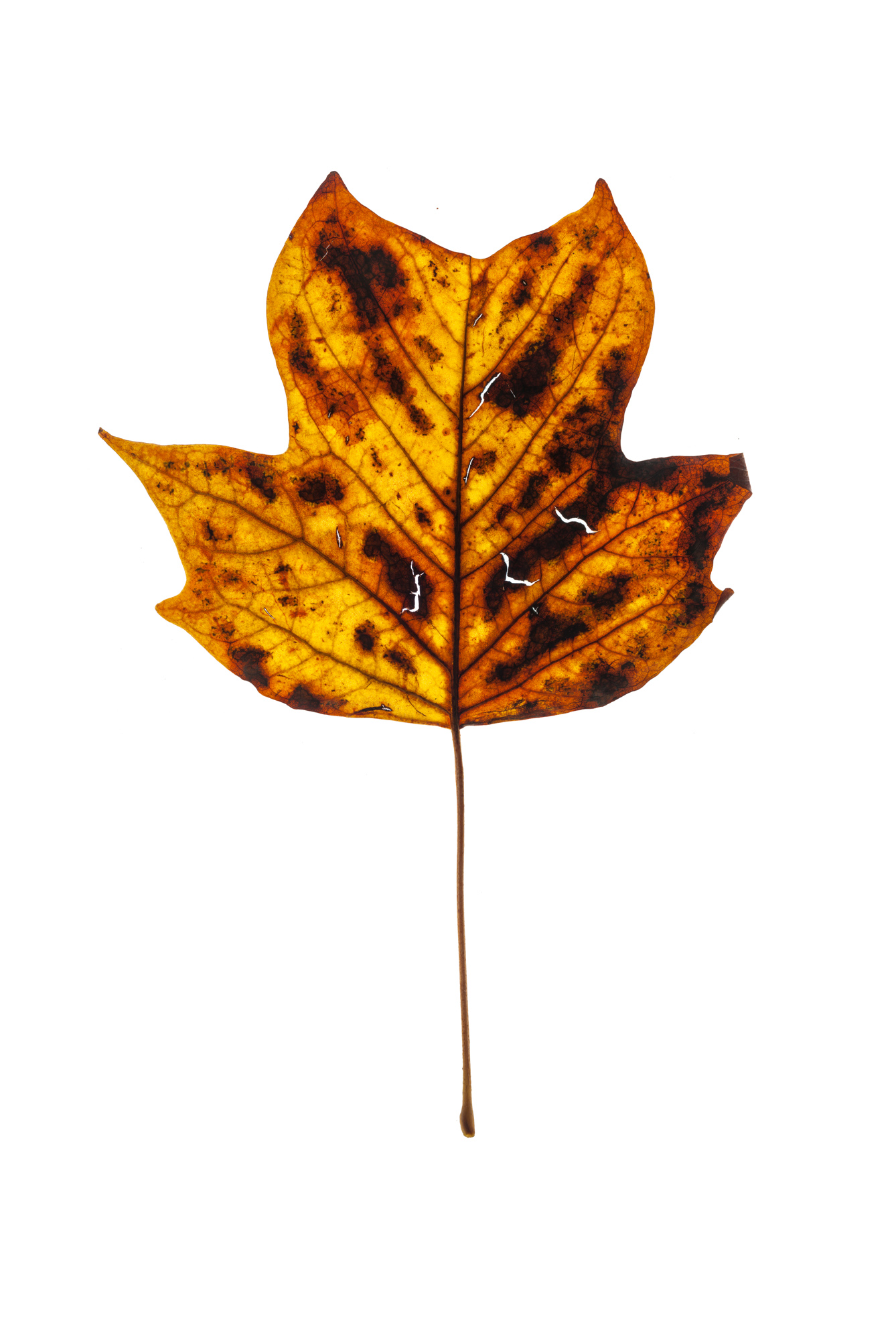 Leaf #7
